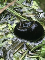 Haemopis