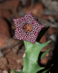 Orbea carnosa keithii