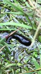 Haemopis