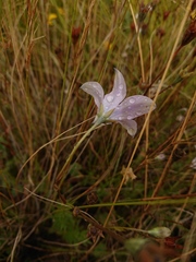 Wahlenbergia cuspidata
