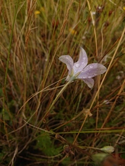 Wahlenbergia cuspidata
