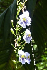 Thunbergia laurifolia