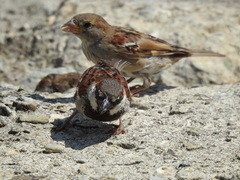 Passer domesticus