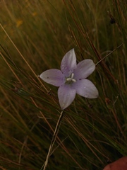 Wahlenbergia cuspidata