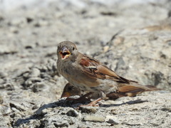 Passer domesticus