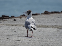 Chroicocephalus ridibundus