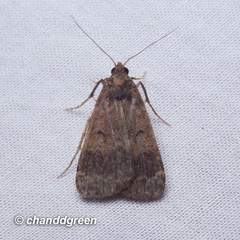 Hydrillodes lentalis