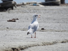 Chroicocephalus ridibundus