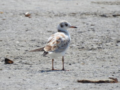 Chroicocephalus ridibundus