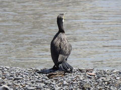 Phalacrocorax carbo