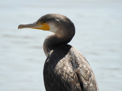 Phalacrocorax carbo