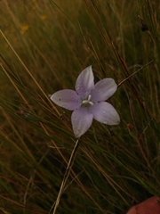 Wahlenbergia cuspidata