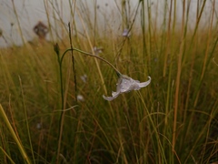 Wahlenbergia cuspidata