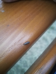 Evacanthus acuminatus