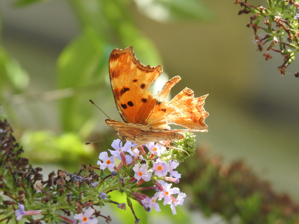 Commas