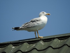 Larus michahellis