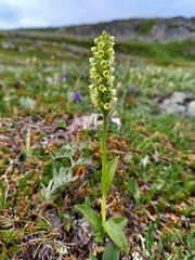 Pseudorchis straminea