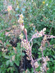 Cuscuta monogyna