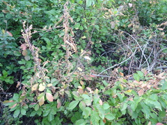 Cuscuta monogyna