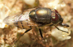 Stomorhina discolor