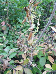 Cuscuta monogyna