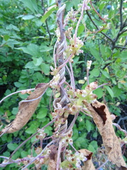 Cuscuta monogyna