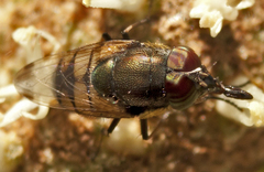 Stomorhina discolor