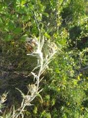 Carlina biebersteinii