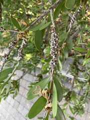 Melaleuca