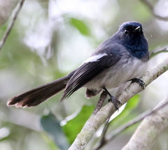 Trochocercus cyanomelas