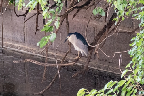Black-crowned Night Heron photographed in Pennsylvania