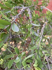 Melaleuca
