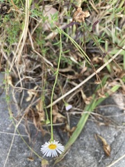 Erigeron karvinskianus
