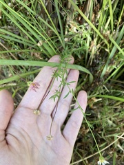 Erigeron karvinskianus