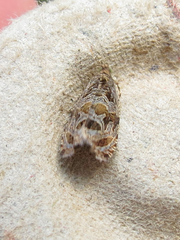 Olethreutes permundana