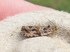 Olethreutes permundana
