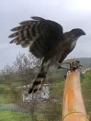Accipiter virgatus