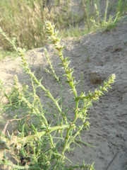 Salsola