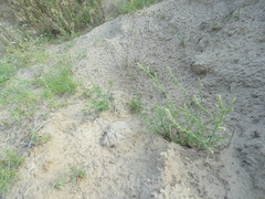 Salsola