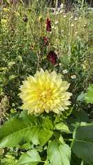 Dahlia pinnata