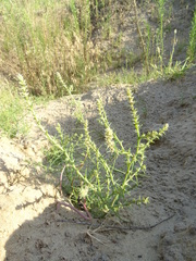 Salsola