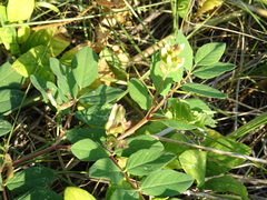 Astragalus glycyphyllos