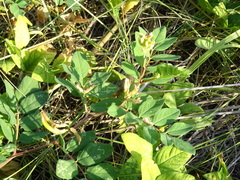 Astragalus glycyphyllos