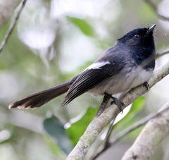 Trochocercus cyanomelas
