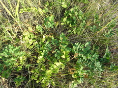 Astragalus glycyphyllos