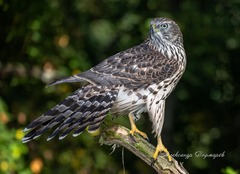 Northern Goshawk photo 1