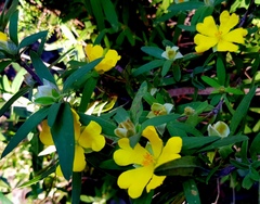 Hibbertia saligna
