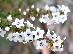 Epacris gunnii