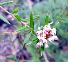 Grevillea phylicoides