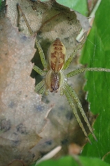 Dolomedes fimbriatus
